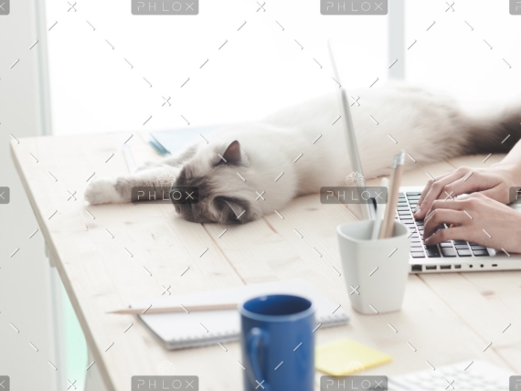 demo-attachment-12-sleepy-cat-on-a-desktop-P4C6THM